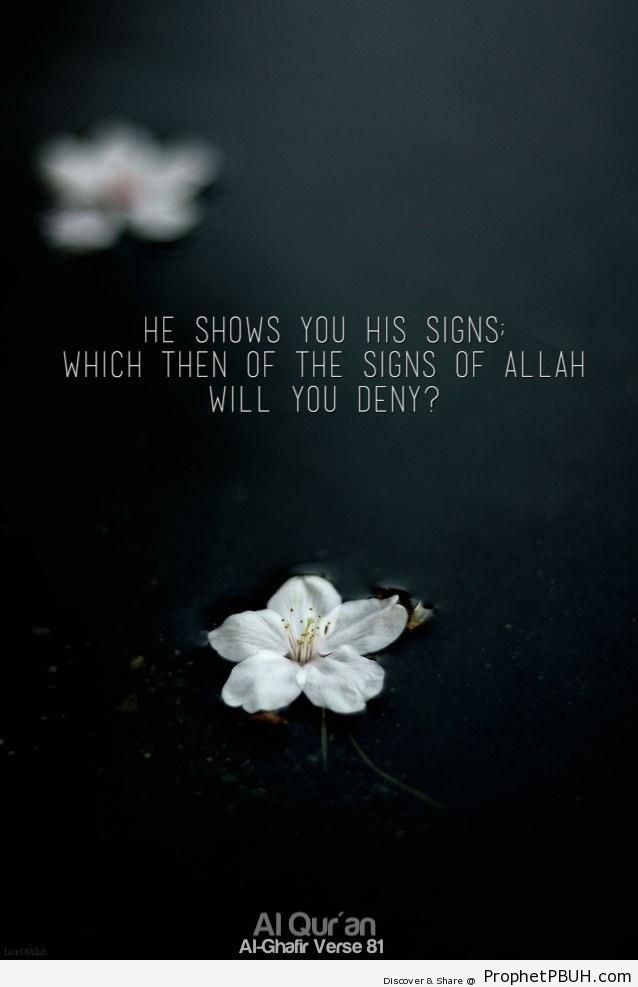 His Signs (Quran 40-81) - Photos
