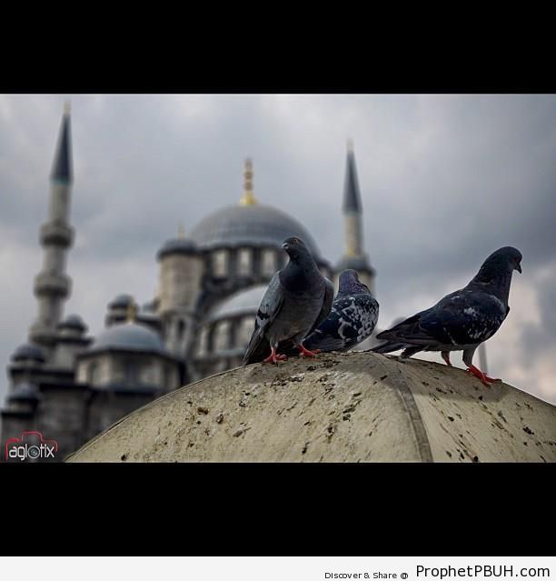 Istanbul Pigeons and Mosque - Islamic Architecture