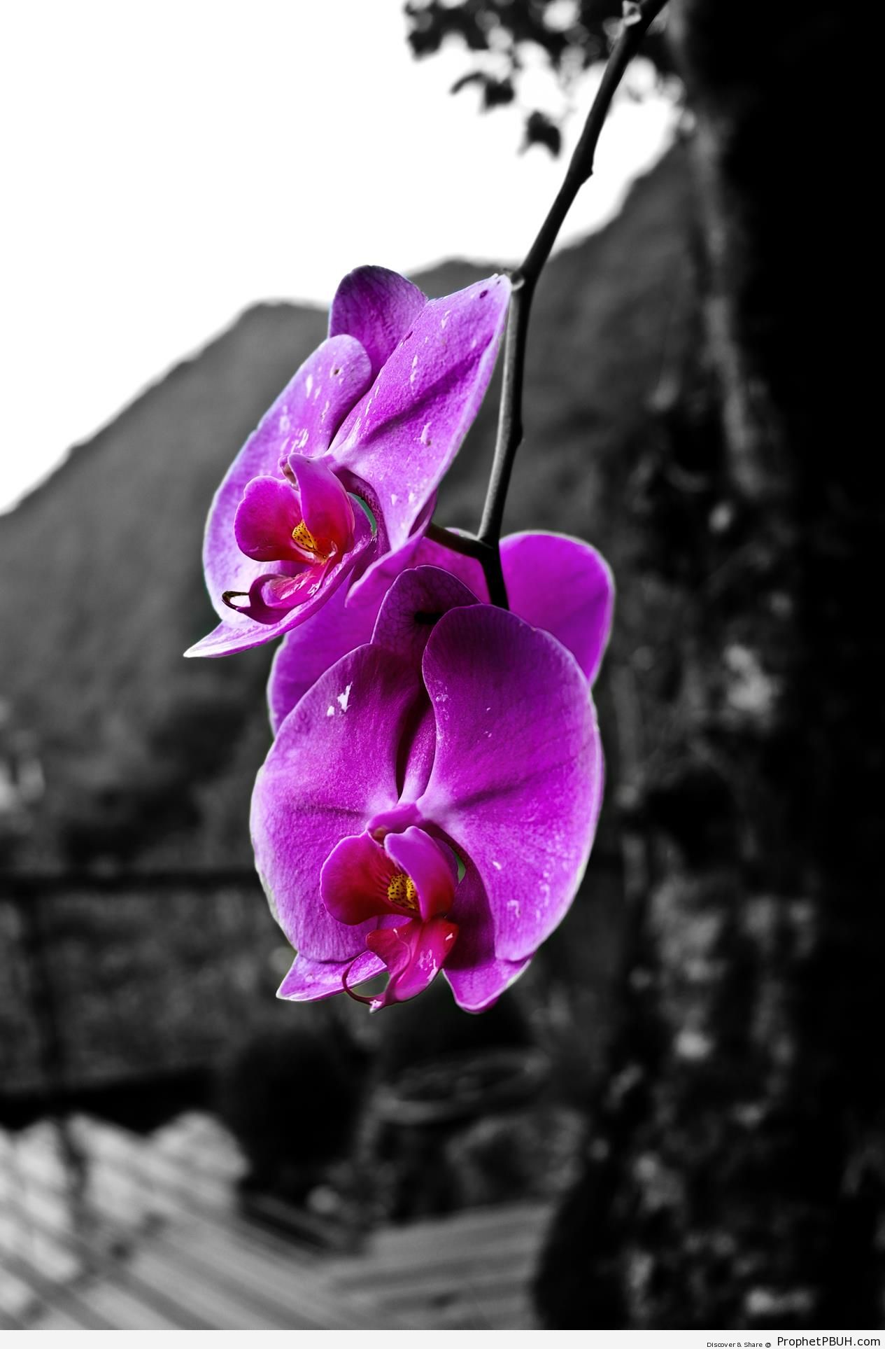 Purple Orchid on Black and White Background (Selective Coloring) - Artist- Cloud -
