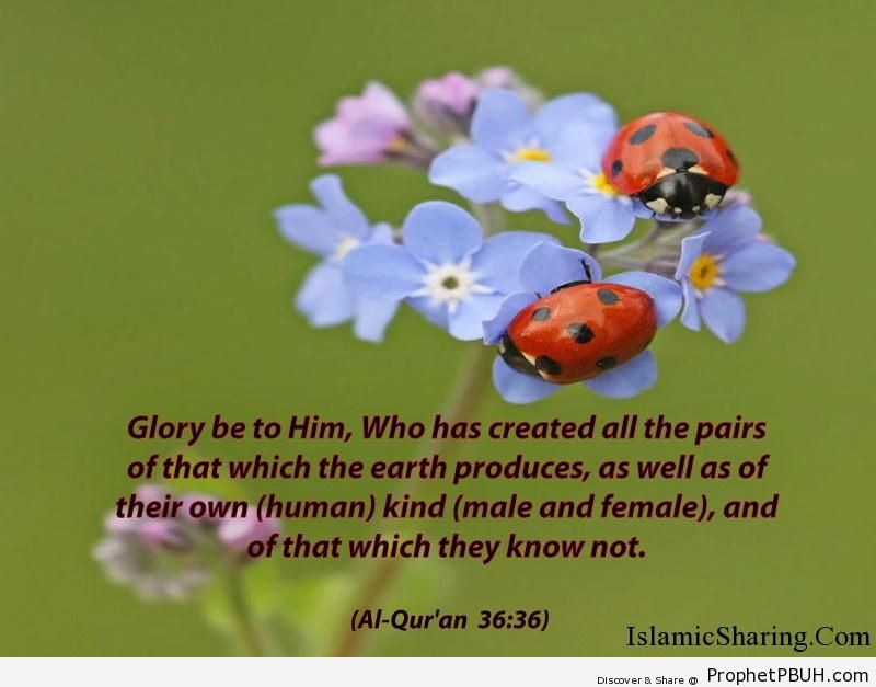 Quran Chapter 36 Verse 36