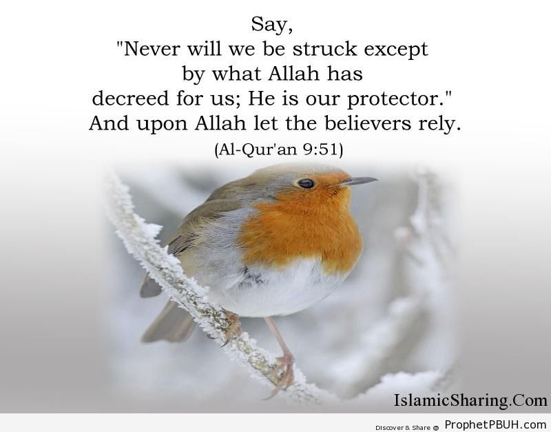 Quran Chapter 9 Verse 51