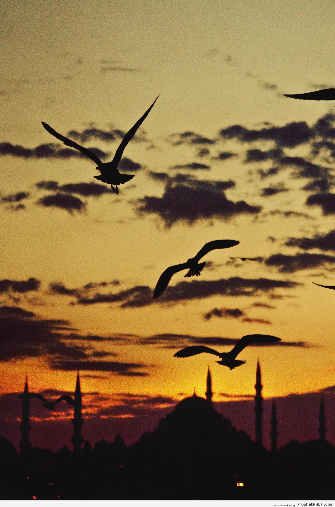 Sunset Photo of SÃ¼leymaniye Mosque, Istanbul - Istanbul, Turkey -Picture