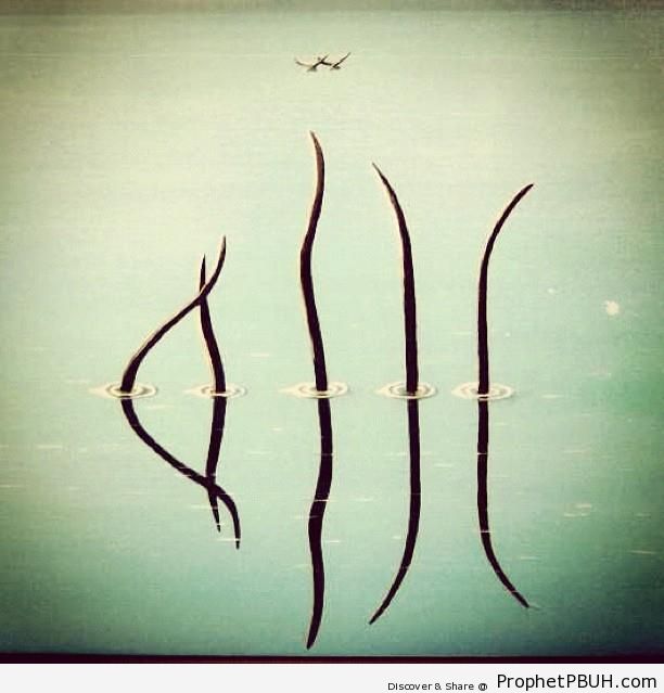 Allah-- Five Branches and Their Reflections Spell Out Allah-s Name - Photos