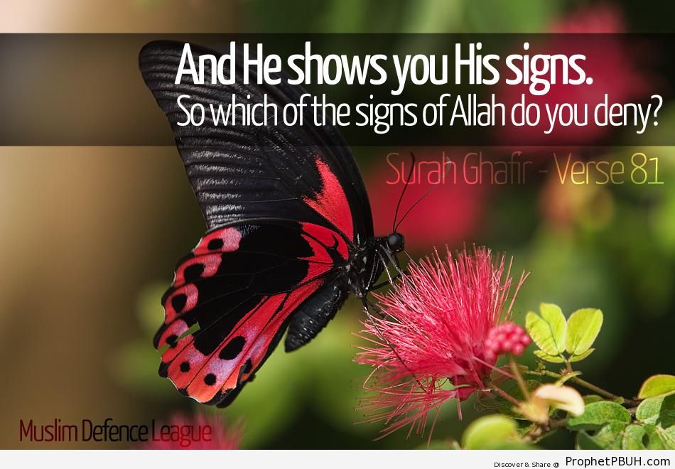 And He Shows You His Signs (Quran 40-81) - Photos 
