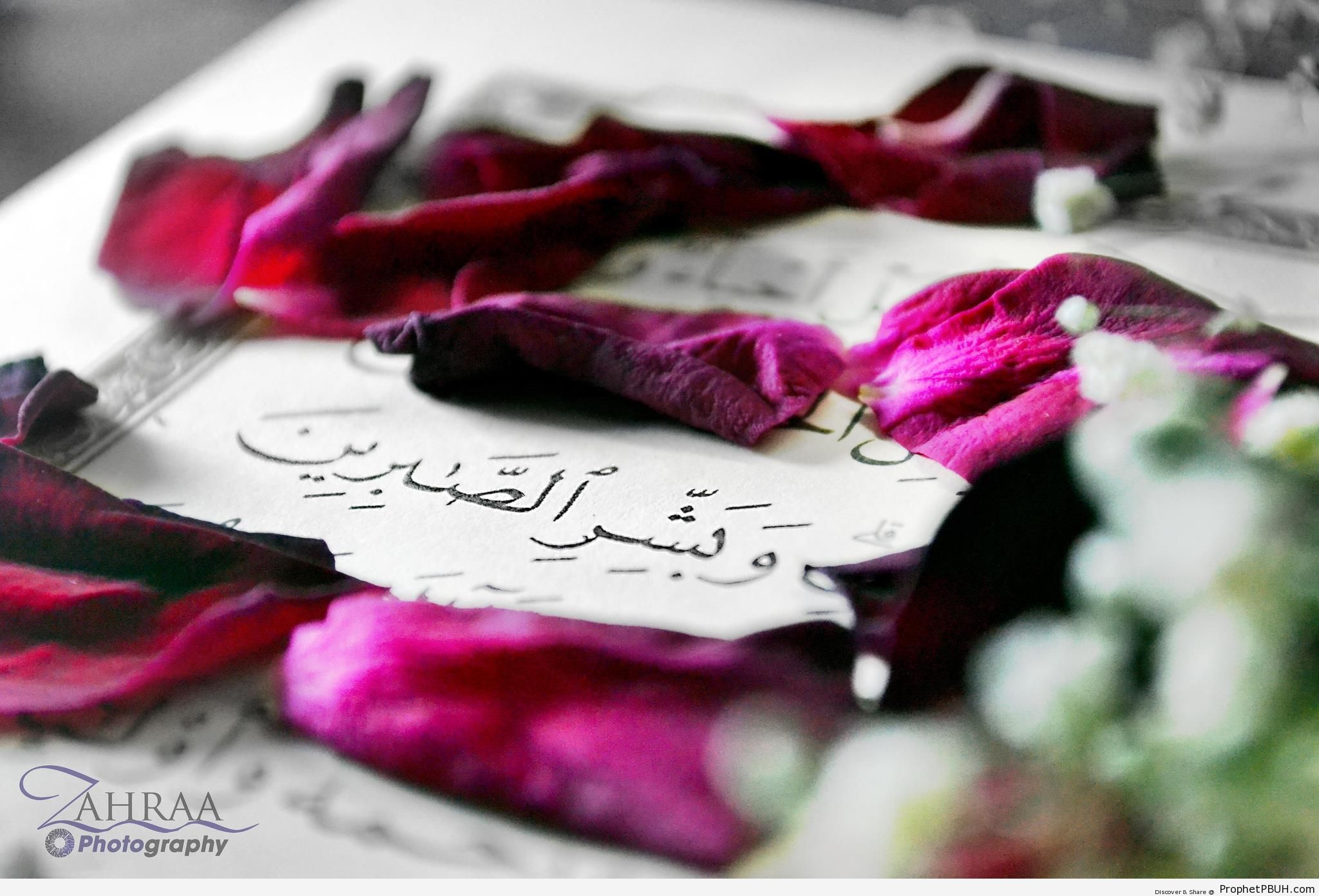 Glad Tidings (Quran 2-155 and Rose Petals) - Mushaf Photos (Books of Quran) 