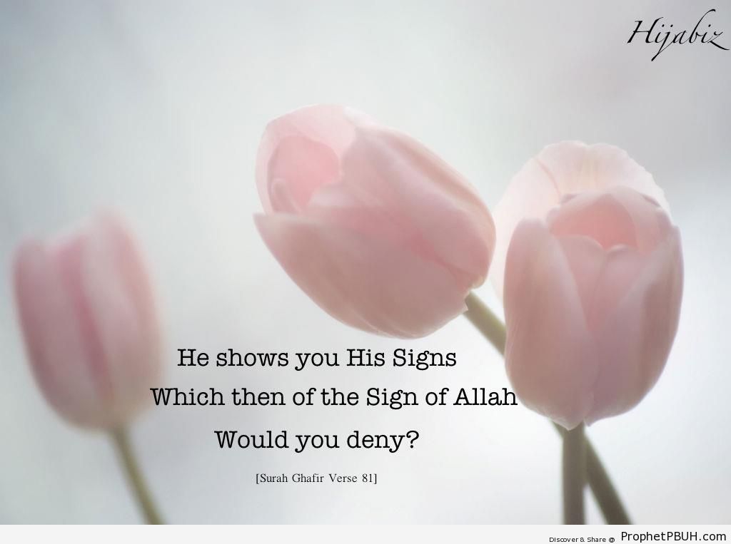 He Shows You His Signs (Quran 40-81) - Islamic Quotes 