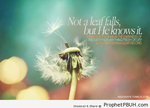 Not a leaf falls but& - Islamic Quotes About Allah's Omniscience (God's Knowledge and Awareness of Everything)