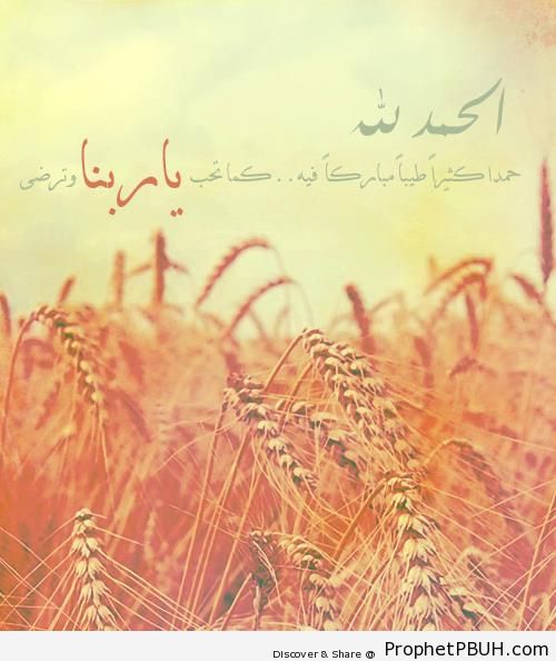 Praise be to Allah - Photos of Yellow Grass