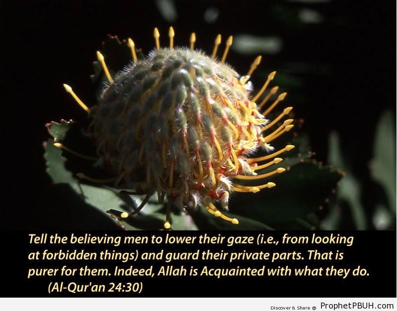 Quran Chapter 24 Verse 30