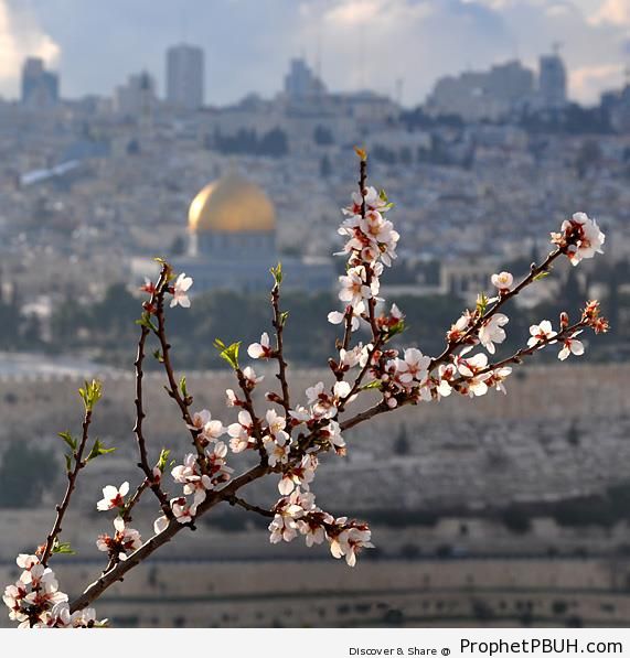 Springtime in al-Quds, Palestine - Al-Quds (Jerusalem), Palestine