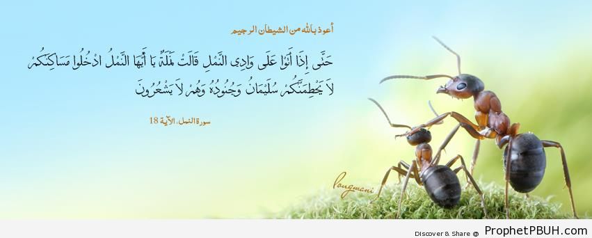 and when they came to the Valley of the Ants& (Quran 27-16) - Islamic Quotes